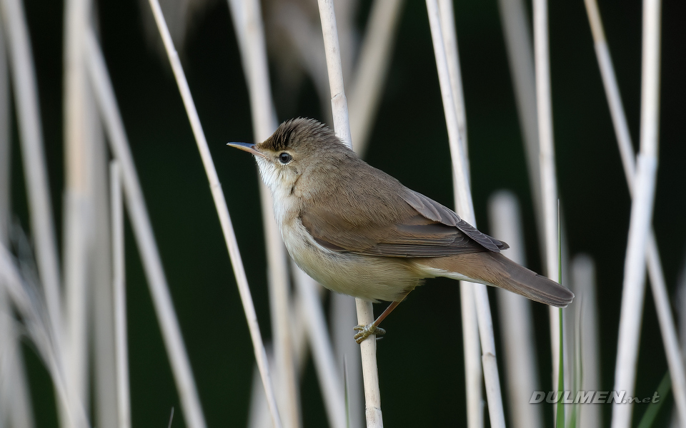 Marsh Warbler (Acrocephalus palustris)